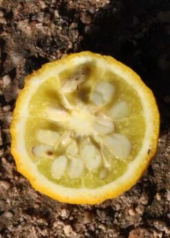 Flying Dragon Hardy Orange Tree - 7 Gallon Pot (5-6') (COPY) -Deals Sapling Whisper Store Orange Flying Dragon 5 1