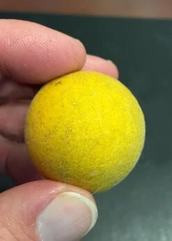 Flying Dragon Hardy Orange Tree - 7 Gallon Pot (5-6') (COPY) -Deals Sapling Whisper Store Orange Flying Dragon 6 1