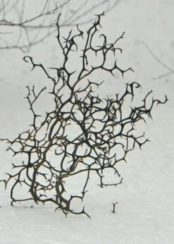 Flying Dragon Hardy Orange Tree - 7 Gallon Pot (5-6') (COPY) -Deals Sapling Whisper Store Orange Flying Dragon 7 1