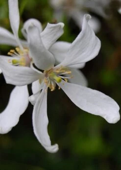 Flying Dragon Hardy Orange Tree - 7 Gallon Pot (5-6') (COPY) -Deals Sapling Whisper Store Orange Flying Dragon 8 1