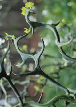 Flying Dragon Hardy Orange Tree - 7 Gallon Pot (5-6') (COPY) -Deals Sapling Whisper Store Orange Flying Dragon 9 1