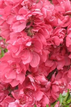 Bonanza Dwarf Patio Peach Tree - 3 Gallon Pot -Deals Sapling Whisper Store Peach Bonanza 3 1