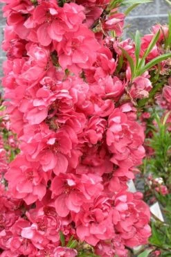 Bonanza Dwarf Patio Peach Tree - 3 Gallon Pot -Deals Sapling Whisper Store Peach Bonanza 4 1