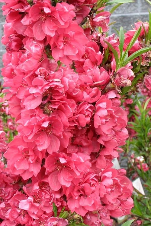 Bonanza Dwarf Patio Peach Tree - 5 Gallon 9 Bonanza Dwarf Patio Peach Tree - 5 Gallon - Image 7