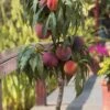 Bonanza Dwarf Patio Peach Tree - 5 Gallon -Deals Sapling Whisper Store Peach Bonanza 6