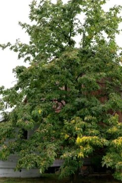 American Persimmon Tree - Diospyros Virginiana - 3 Gallon Pot 14 American Persimmon Tree - Diospyros Virginiana - 3 Gallon Pot -Deals Sapling Whisper Store Persimmon American 2