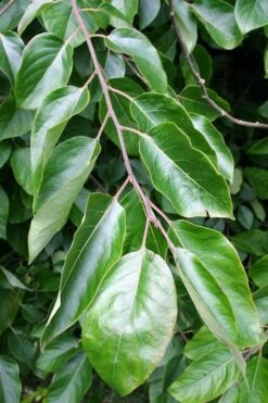 American Persimmon Tree - Diospyros Virginiana - 3 Gallon Pot 13 American Persimmon Tree - Diospyros Virginiana - 3 Gallon Pot -Deals Sapling Whisper Store Persimmon American 3