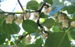 American Persimmon Tree - Diospyros Virginiana - 2 Gallon Pot 15 American Persimmon Tree - Diospyros Virginiana - 2 Gallon Pot -Deals Sapling Whisper Store Persimmon American 5 2