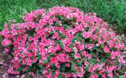 Chinzan Dwarf Azalea - 6 Pack Of 1 Gallon Pots -Deals Sapling Whisper Store Picture Azalea Chinzan 2