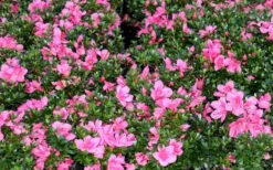 Chinzan Dwarf Azalea - 6 Pack Of 1 Gallon Pots -Deals Sapling Whisper Store Picture Azalea Chinzan