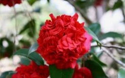 Professor Sargent Camellia Japonica - 6 Pack Of 1 Gallon Pots -Deals Sapling Whisper Store Picture Camellia Professor Sargent Closeup