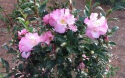 October Magic Orchid Camellia - 3 Gallon Pot -Deals Sapling Whisper Store Picture CamelliaOrchidOctoberMajic 2