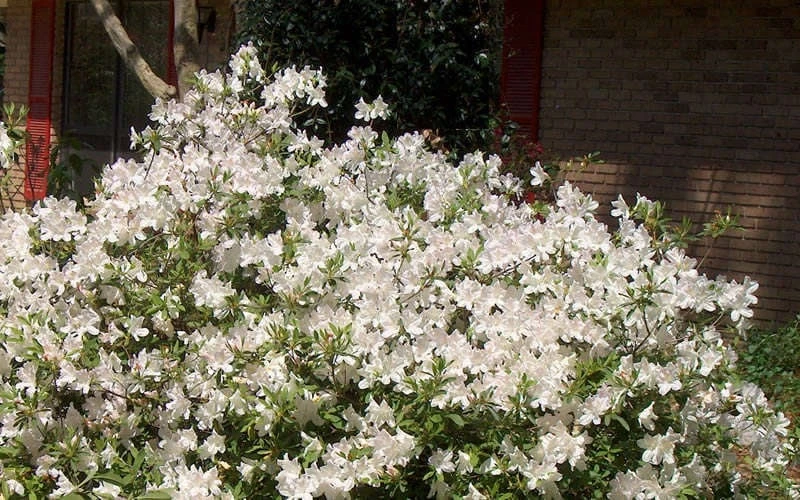 Autumn Ivory Encore Azalea - 1 Gallon Pot 6 Autumn Ivory Encore Azalea - 1 Gallon Pot - Image 4