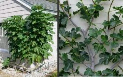 Brown Turkey Fig Tree - 1 Gallon Pot 17 Brown Turkey Fig Tree - 1 Gallon Pot -Deals Sapling Whisper Store Picture Fig Brown Turkey Espalier 1