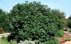 Brown Turkey Fig Tree - 6 Pack Of 1 Gallon Pots -Deals Sapling Whisper Store Picture Fig Brown Turkey Shrub Large