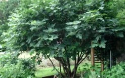 Brown Turkey Fig Tree - 1 Gallon Pot 19 Brown Turkey Fig Tree - 1 Gallon Pot -Deals Sapling Whisper Store Picture Fig Brown Turkey Tree Multi 1