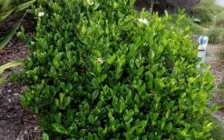 August Beauty Gardenia - 3 Gallon Pot 13 August Beauty Gardenia - 3 Gallon Pot -Deals Sapling Whisper Store Picture Gardenia August Beauty 2