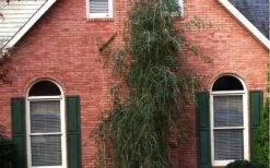 Weeping Yaupon Holly - Ilex Vomitoria 'Pendula' - 3 Gallon Pot -Deals Sapling Whisper Store Picture Holly Weeping Yaupon 1