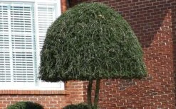 Weeping Yaupon Holly - Ilex Vomitoria 'Pendula' - 3 Gallon Pot -Deals Sapling Whisper Store Picture Holly Weeping Yaupon