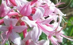 Varnadoes Phlox Pink Native Azalea - Rhododendron Canescens - 3 Gallon Pot 17 Varnadoes Phlox Pink Native Azalea - Rhododendron Canescens - 3 Gallon Pot -Deals Sapling Whisper Store Picture Native Azalea Varnadoes Pink Phlox Closeup