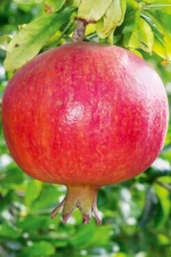 Russian 26 Cold Hardy Pomegranate - 6 Pack Of 1 Gallon Pots 15 Russian 26 Cold Hardy Pomegranate - 6 Pack Of 1 Gallon Pots -Deals Sapling Whisper Store Pomegranate Russian 26 10
