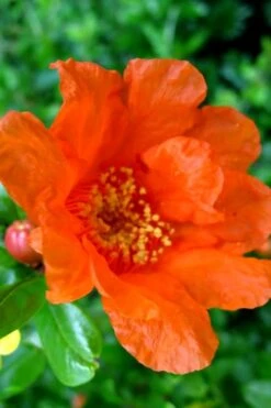 Russian 26 Cold Hardy Pomegranate - 1 Gallon Pot 13 Russian 26 Cold Hardy Pomegranate - 1 Gallon Pot -Deals Sapling Whisper Store Pomegranate Russian 26 11 3