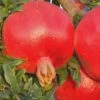 Russian 26 Cold Hardy Pomegranate - 1 Gallon Pot 2 Russian 26 Cold Hardy Pomegranate - 1 Gallon Pot -Deals Sapling Whisper Store Pomegranate Russian 26 Rev 500x750 3