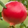 Salavatski Cold Hardy Russian Pomegranate - 1 Gallon Pot 1 Salavatski Cold Hardy Russian Pomegranate - 1 Gallon Pot -Deals Sapling Whisper Store Pomegranate Salavatski 1