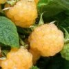 Fall Gold Raspberry - 1 Gallon Pot -Deals Sapling Whisper Store Raspberry Fall Gold 1