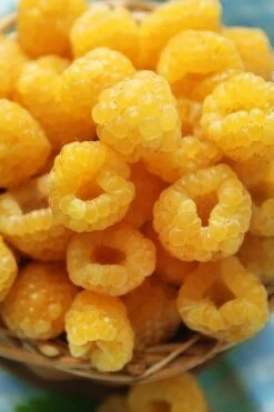 Fall Gold Raspberry - 1 Gallon Pot 9 Fall Gold Raspberry - 1 Gallon Pot -Deals Sapling Whisper Store Raspberry Fall Gold 2