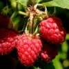 Heritage Raspberry - 1 Gallon Pot -Deals Sapling Whisper Store Raspberry Heritage 500x750 2