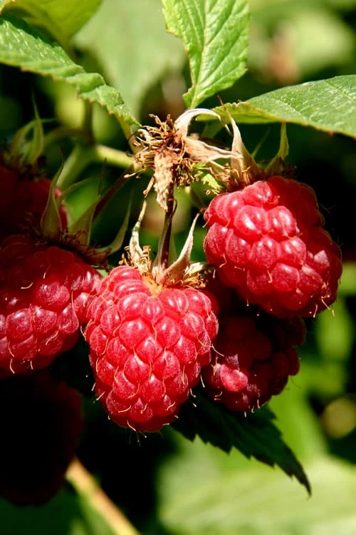 Heritage Raspberry - 1 Gallon Pot 3 Heritage Raspberry - 1 Gallon Pot