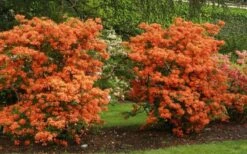Gibraltar Azalea (Rhododendron) - 3 Gallon Pot -Deals Sapling Whisper Store Rhododendron Gibraltar 1
