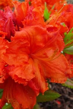 Gibraltar Azalea (Rhododendron) - 3 Gallon Pot -Deals Sapling Whisper Store Rhododendron Gibraltar 4