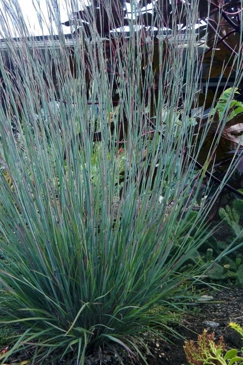 The Blues Little Bluestem Grass (Schizachyrium Scoparium) - 1 Gallon Pot 9 The Blues Little Bluestem Grass (Schizachyrium Scoparium) - 1 Gallon Pot - Image 7