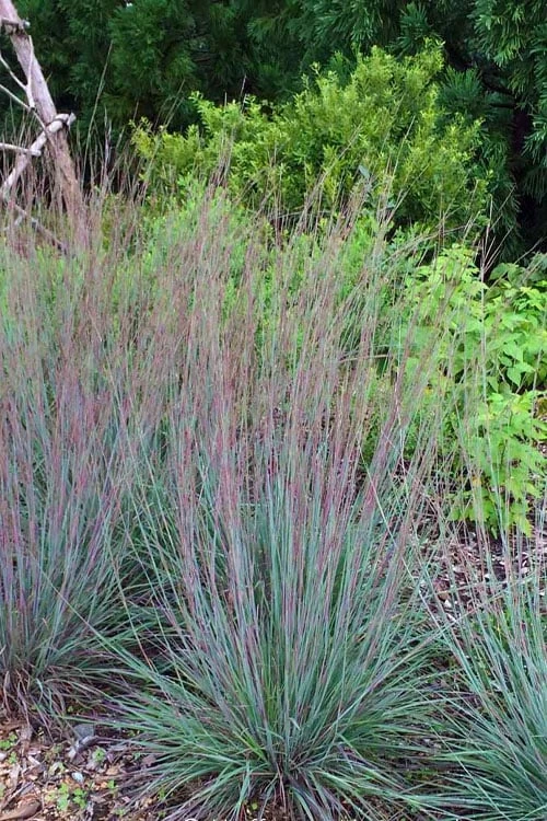 The Blues Little Bluestem Grass (Schizachyrium Scoparium) - 1 Gallon Pot 6 The Blues Little Bluestem Grass (Schizachyrium Scoparium) - 1 Gallon Pot - Image 4