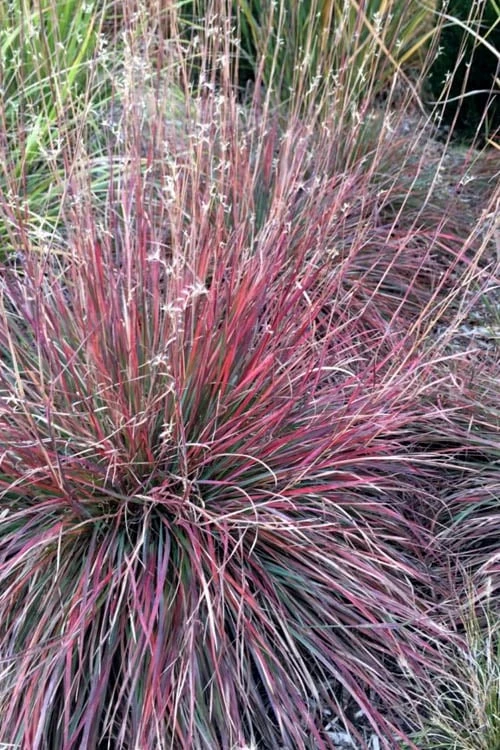 The Blues Little Bluestem Grass (Schizachyrium Scoparium) - 8 Pack Of 1 Gallon Pots 7 The Blues Little Bluestem Grass (Schizachyrium Scoparium) - 8 Pack Of 1 Gallon Pots - Image 5