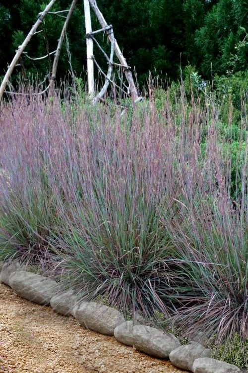 The Blues Little Bluestem Grass (Schizachyrium Scoparium) - 8 Pack Of 1 Gallon Pots 3 The Blues Little Bluestem Grass (Schizachyrium Scoparium) - 8 Pack Of 1 Gallon Pots