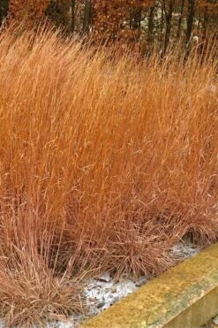 The Blues Little Bluestem Grass (Schizachyrium Scoparium) - 1 Gallon Pot 14 The Blues Little Bluestem Grass (Schizachyrium Scoparium) - 1 Gallon Pot -Deals Sapling Whisper Store Schizachyrium scoparium the blues little bluestem grass 9 1