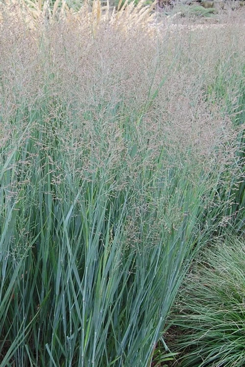 Heavy Metal Switch Grass (Panicum Virgatum) - 1 Gallon Pot 3 Heavy Metal Switch Grass (Panicum Virgatum) - 1 Gallon Pot
