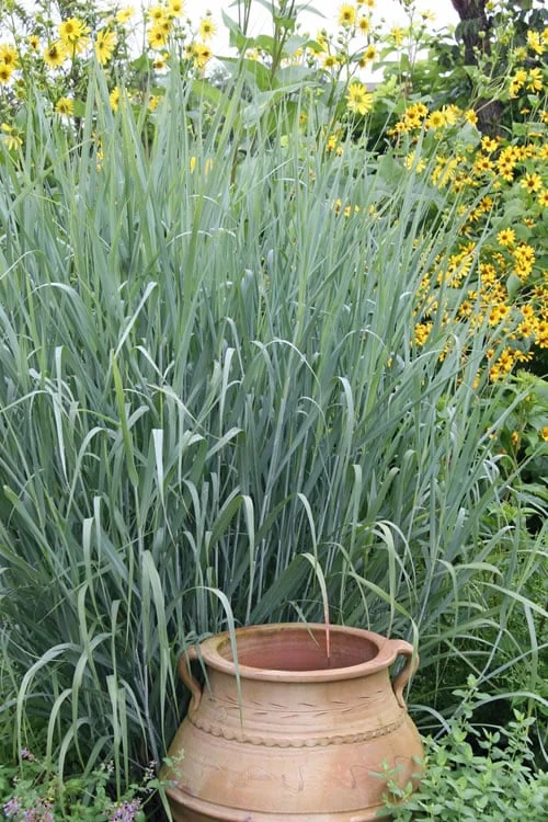 Heavy Metal Switch Grass (Panicum Virgatum) - 1 Gallon Pot 7 Heavy Metal Switch Grass (Panicum Virgatum) - 1 Gallon Pot - Image 5