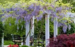 Blue Moon Wisteria Vine - 2 Gallon Pot 15 Blue Moon Wisteria Vine - 2 Gallon Pot -Deals Sapling Whisper Store Wisteria Blue Moon 15