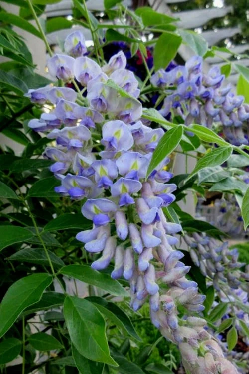 Blue Moon Wisteria Vine - 2 Gallon Pot 7 Blue Moon Wisteria Vine - 2 Gallon Pot - Image 5