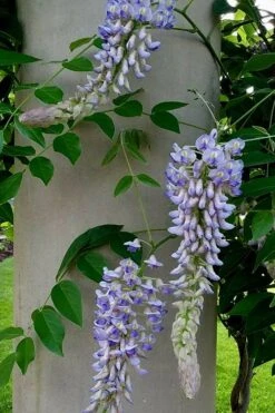Blue Moon Wisteria Vine - 5 Gallon Pot -Deals Sapling Whisper Store Wisteria Blue Moon 5 1