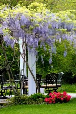 Blue Moon Wisteria Vine - 5 Gallon Pot -Deals Sapling Whisper Store Wisteria Blue Moon 8 1