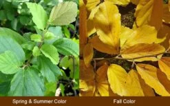 Yellow American Witch Hazel (Hamamelis Virginiana) - 3 Pack Of 1.5 Quart Pots -Deals Sapling Whisper Store Witch Hazel Common American 10 1