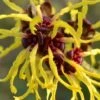 Yellow American Witch Hazel - Hamamelis Virginiana - 1 Gallon Pot