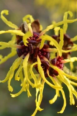 Yellow American Witch Hazel - Hamamelis Virginiana - 1 Gallon Pot