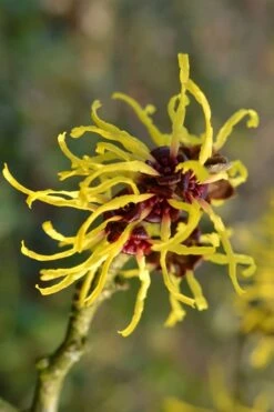 Yellow American Witch Hazel - Hamamelis Virginiana - 1 Gallon Pot 18 Yellow American Witch Hazel - Hamamelis Virginiana - 1 Gallon Pot -Deals Sapling Whisper Store Witch hazel Common American Yellow 2