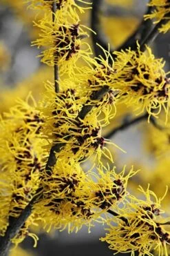 Yellow American Witch Hazel - Hamamelis Virginiana - 1 Gallon Pot 15 Yellow American Witch Hazel - Hamamelis Virginiana - 1 Gallon Pot -Deals Sapling Whisper Store Witch hazel Common American Yellow 3